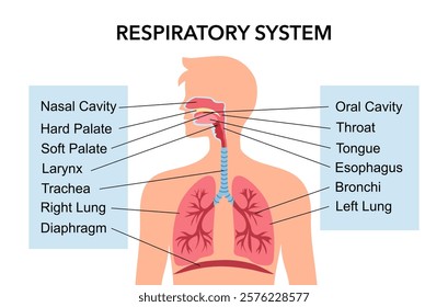 Medical education drawing chart of Human Respiratory System for Science Biology study