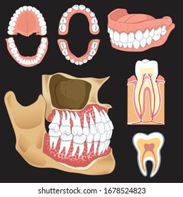 Equipo médico y vectores dentarios