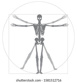 Medical, health, human body, skeleton image illustration. X-ray photo, illustration of a person drawn by Leonardo da Vinci. A beautiful figure, a Vitruvian character.