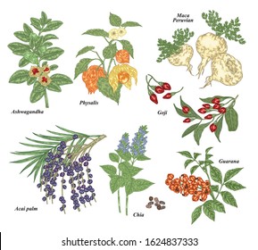 Medical and healthcare plant set. Ashwagandha, acai berries, goji, physalis, maca, chia, and guarana hand drawn. Colorful vector illustration. Detailed sketch style.