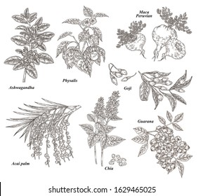 Medical and healthcare plant set. Ashwagandha, acai berries, goji, physalis, maca, chia and guarana hand drawn. Vector illustration. Detailed sketch style.