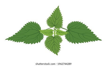 Medical Herb Burning Nettle Bush On A White Background With Streaks