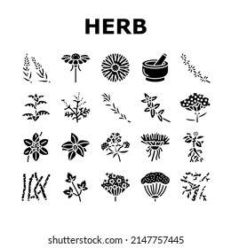 Medical Herb Natural Ingredient Icons Set Vector. Saffron And Chamomile Flower Bud, Ginseng Coriander Leaves, Oregano Thyme Branch Medical Herb. Anise Basil Plant Glyph Pictograms Black Illustrations