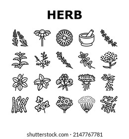 Vector de conjunto de iconos de ingrediente natural de hierba médica. Azafrán Y Bud De Flor De Chamomile, Hojas De Ginseng Y Coriander, Hierba Médica De La Rama Del Time De Oregano. Ilustraciones De Contorno Negro De La Planta De Anís Y Basil