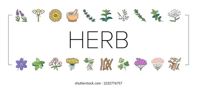 Medical Herb Natural Ingredient Icons Set Vector. Saffron And Chamomile Flower Bud, Ginseng And Coriander Leaves, Oregano And Thyme Branch Medical Herb. Anise And Basil Plant Color Illustrations