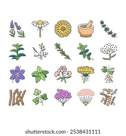 Ícones de Ingredientes Naturais de Erva Médica Definir Vetor. Bolo De Flor De Açafrão E De Camomila, Folhas De Ginseng E De Coentro, Erva Médica De Ramo De Orégãos E Tomilho. Ilustrações de cores de plantas de anis e manjericão