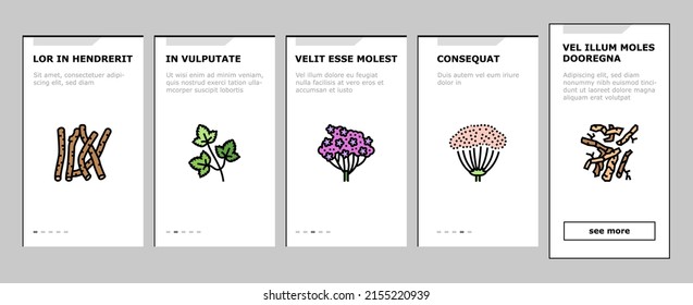 Medical Herb Natural Ingredient Onboarding Mobile App Page Screen Vector. Saffron And Chamomile Flower Bud, Ginseng Coriander Leaves, Oregano Thyme Branch Medical Herb. Anise Basil Plant Illustrations