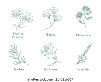 Heilkräuter: Evening primrose, Gingko, Chamomile 
Teebaum, Echinacea, Lavender-Linie, Vektorgrafik 