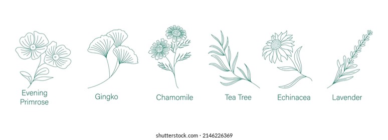 medical herb plants line arts Evening primrose, Gingko, Chamomile, 
Tea tree, Echinacea, Lavender vector illustration 