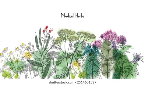 Fundo de ervas medicinais. Ilustração em aquarela vetorial