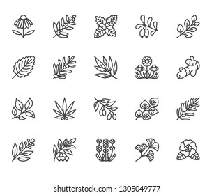 Medical herbs flat line icons. Medicinal plants echinacea, melissa, eucalyptus, goji berry, basil, ginger root, thyme, chamomile. Thin signs for herbal medicine. Pixel perfect 64x64. Editable Strokes