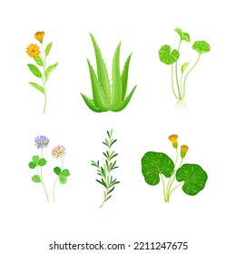 Medical Herbs with Flowering Calendula, Aloe and Clover Vector Set