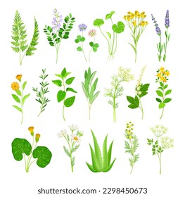 Medical Herbs with Flowering Camomile Plant and Clover Big Vector Set