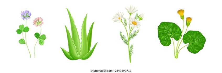 Medical Herbs with Flowering Plant on Stem Vector Set