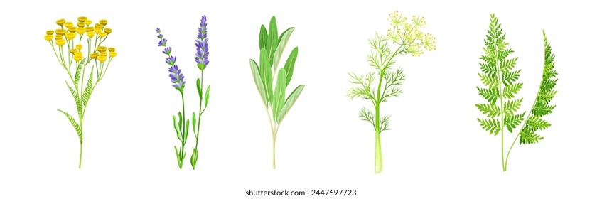 Hierbas medicinales con la planta que florece en el sistema del Vector del tallo