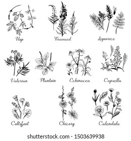 Medical herbs. Hand drawn vector set.