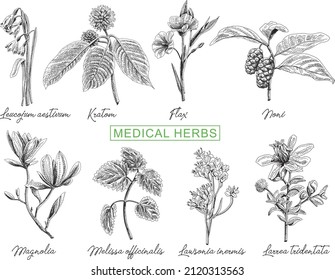 Hierbas medicinales Hierbas medicinales: leucojum aestivum, kratom, lino, noni, magnolia, melissa officinalis, lawsonia inermis, larrea tridentata 