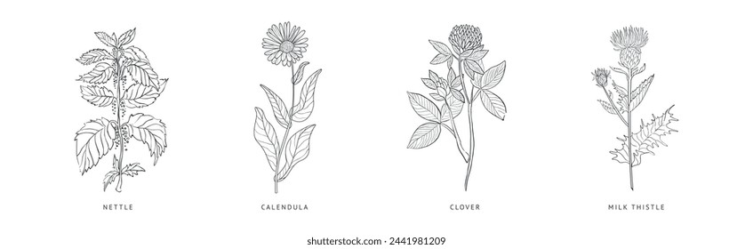 Medical Herbs and Plant Hand Drawn on Stem with Latin Names Vector Set