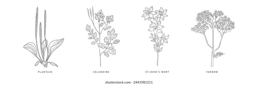 Medical Herbs and Plant Hand Drawn on Stem with Latin Names Vector Set