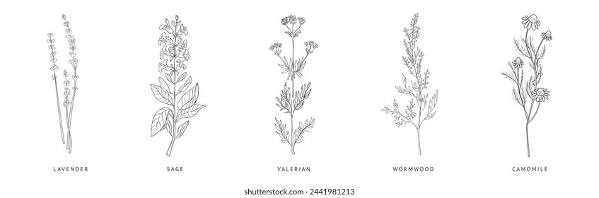 Medical Herbs and Plant Hand Drawn on Stem with Latin Names Vector Set