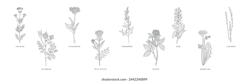 Medical Herbs and Plant Hand Drawn on Stem with Latin Names Vector Set