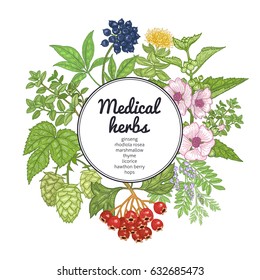 Medical herbs, plants and place for inscription. Vintage engraving. Hand drawing on white background. Colorful card. Vector illustration for design texts, covers and posters of alternative medicine.