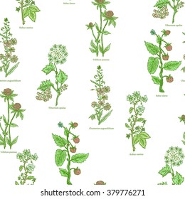 Medical herbs and plants seamless pattern hand drawn vintage sketch vector illustration