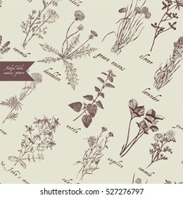 Medical herbs seamless pattern. Hand drawn vector.