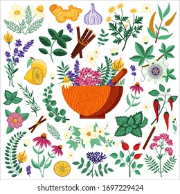 Medical herbs set with flowers and spices. Homeopathic plants and natural remedies to boost immunity. Naturopathic treatments for flu, viruses and aches. Ayurvedic all-natural organic treatments.