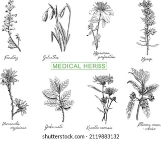 Medical herbs set. Sketchy hand-drawn vector illustrations.