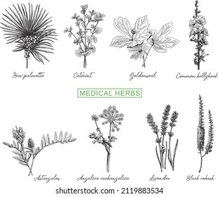 Medical herbs set. Sketchy vector hand-drawn illustration.