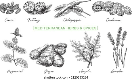 Heilkräuter: skizzenhafte, handgezeichnete Vektorgrafiken.