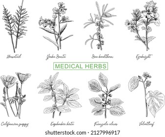 Hierbas medicinales. Ilustraciones gráficas de vector esquemáticas.