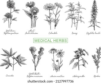 Heilkräuter werden gestellt. Skizzenhafte, handgezeichnete Vektorgrafiken.