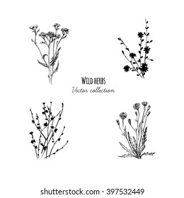 Medical herbs set. Vector.