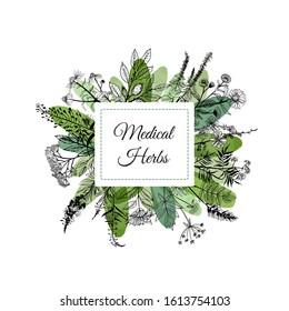 Medical herbs vector background. Sketch and watercolor textur. 