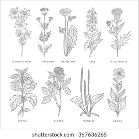 Medical Herbs Vector Set. Hannd drawn Monochrome Style