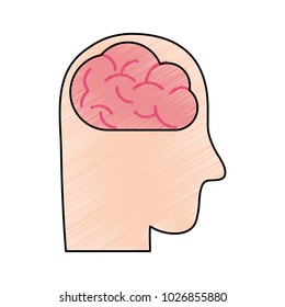 medical human brain