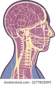medical human head illustration x-ray