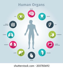 Medical human organs icon set with body in the middle