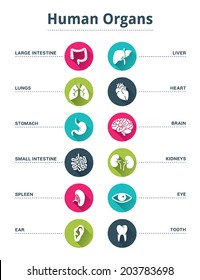 Medical human organs icon set