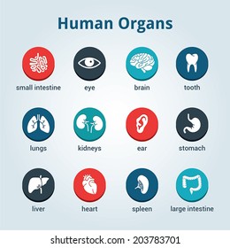 Medical human organs icon set