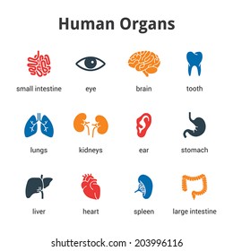 Medical human organs icon set