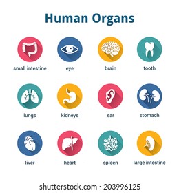 Medical human organs icon set 