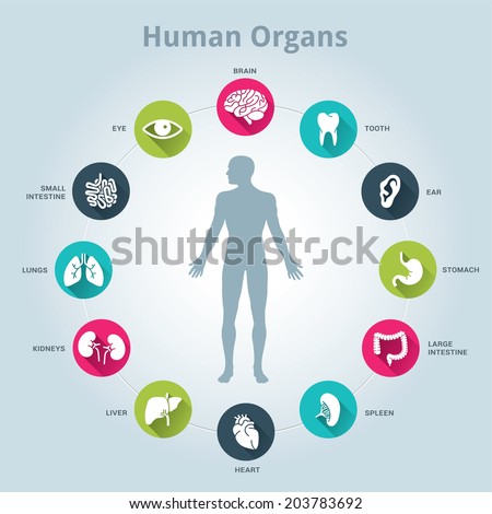 Medical human organs icon set with body in the middle