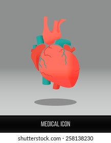 Medical icon. Vector flat icon of human heart. Anatomy. 