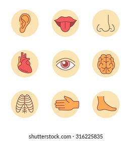 Medical icons thin line set. Human organs, senses, and body parts. Flat style color vector symbols isolated on white.
