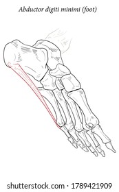 Medical illustration of Abductor digiti minimi muscle of foot, oblique bottom view. The metatarsal bones and muscles of feet. Specialized images for medicine, student learning, and sports science.