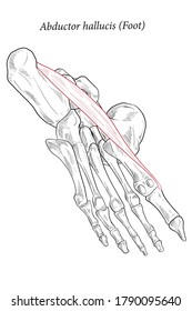 Medical illustration of Abductor Hallucis muscle foot, oblique bottom view of the foot. The metatarsal bones and muscles of the feet. Line drawings for medicine and sports science.