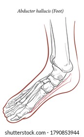 Medical illustration of Abductor Hallucis muscle foot, oblique view of the foot. See through the skin, see the metatarsal bones and muscles of the feet. Line drawings for medicine and sports science.